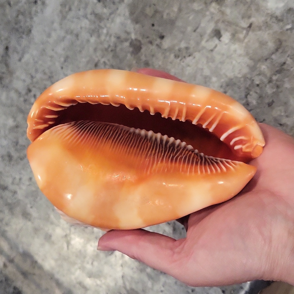Shell with carved cameo - Picture 2 of 5